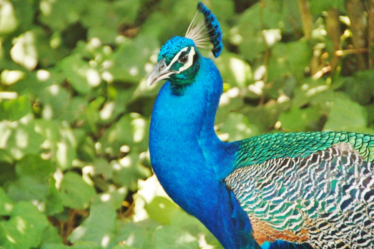 male peacock closeup